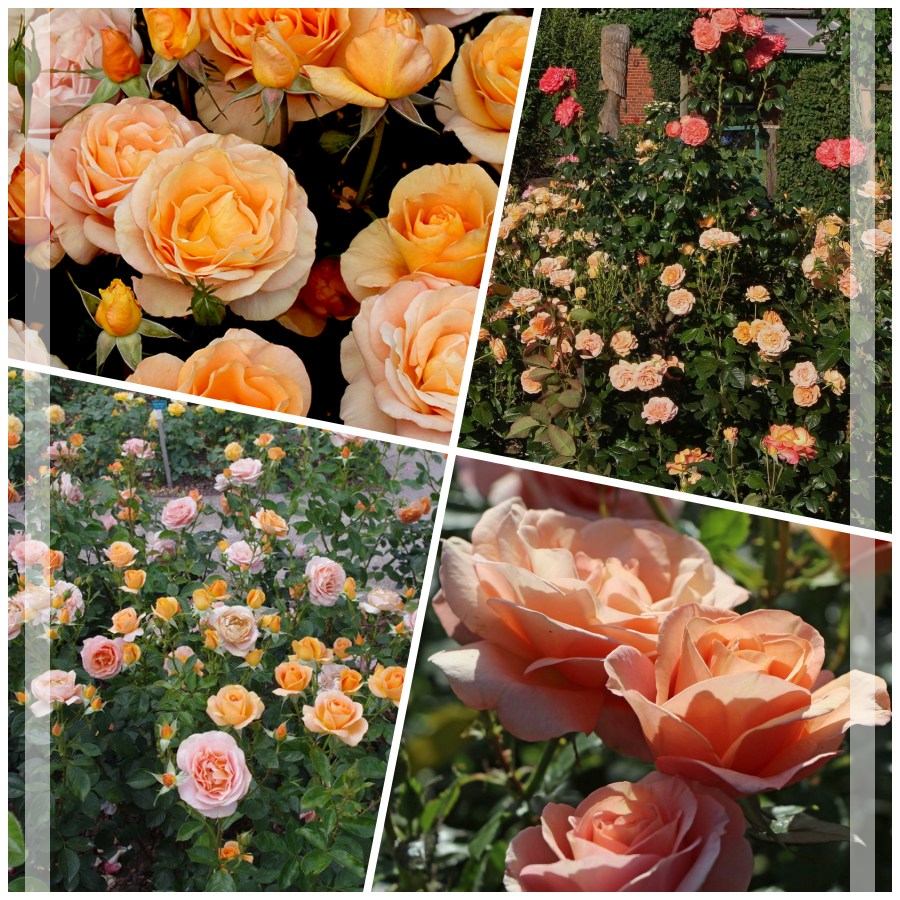 Bengali róże rabatowe